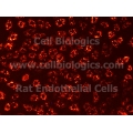 Rat Primary Pulmonary Vein Endothelial Cells